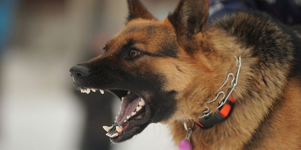 Dog Bite Attorneys - animal attack law